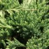 Genévrier Horizontal - Juniperus Horizontalis Prince Of Wales 2 Genévrier Horizontal - Juniperus Horizontalis Prince Of Wales -Fleurs & Plantes Soldes Boutique Genevrier horizontal Juniperus horizontalis Prince Of Wales IF 1001362 1