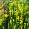 Genista Sagittalis - Genêt Ailé -Fleurs & Plantes Soldes Boutique Genista sagittalis 84603 1
