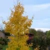 Ginkgo Biloba Fastigiata Gold Flame - Arbre Aux Quarante écus 2 Ginkgo Biloba Fastigiata Gold Flame - Arbre Aux Quarante écus -Fleurs & Plantes Soldes Boutique Ginkgo Biloba fastigiata Gold Flame LD 16550 1