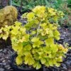 Ginkgo Biloba Mariken - Arbre Aux Quarante écus Nain -Fleurs & Plantes Soldes Boutique Ginkgo biloba Mariken 86103 1