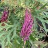 Grevillea Bronze Rambler 2 Grevillea Bronze Rambler -Fleurs & Plantes Soldes Boutique Grevillea Bronze Rambler 16664 1