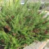 Grevillea Juniperina Canberra Gem -Fleurs & Plantes Soldes Boutique Grevillea juniperina Camberra Gem 83330 1