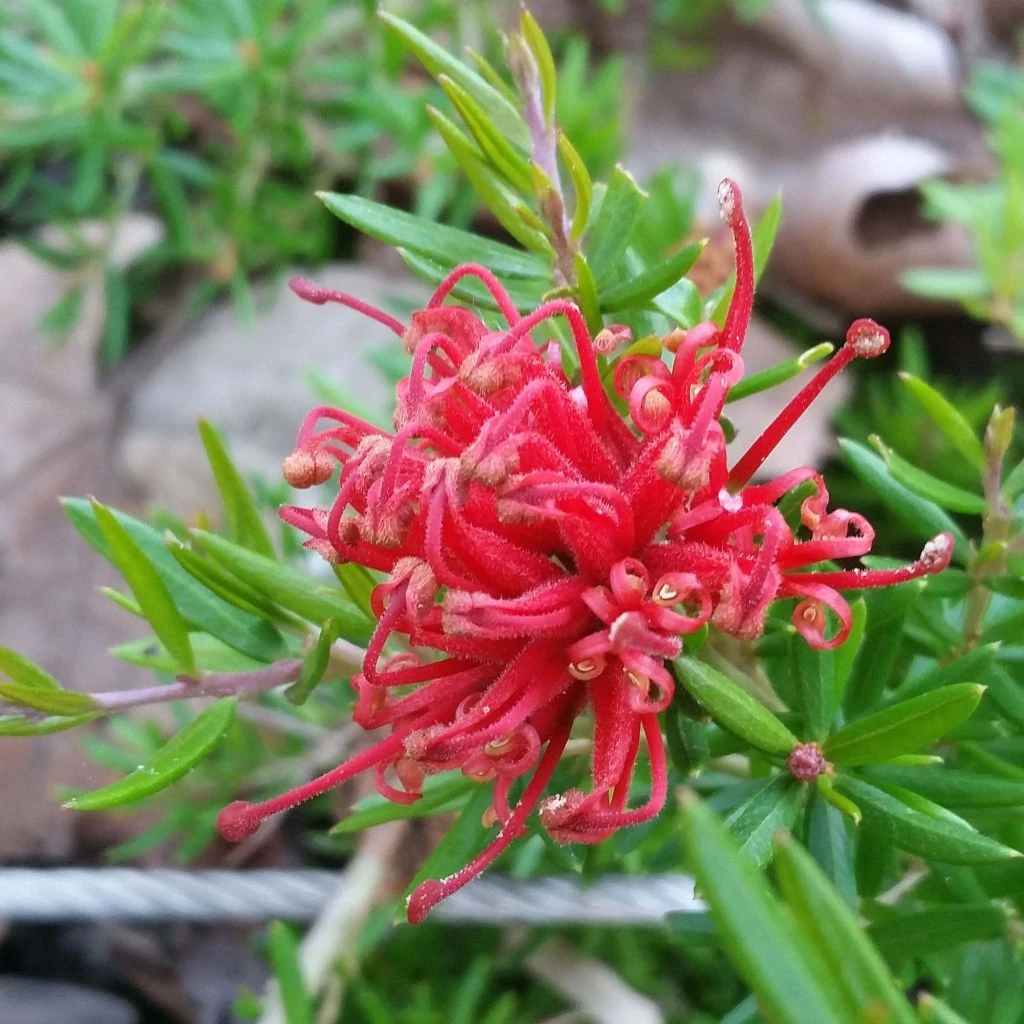 Grevillea Juniperina New Blood 3 Grevillea Juniperina New Blood