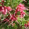 Grevillea Rosmarinifolia -Fleurs & Plantes Soldes Boutique Grevillea rosmarinifolia 83333 1