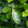 Griselinia Littoralis Emerald - Griselinie Du Littoral -Fleurs & Plantes Soldes Boutique Griselinia littoralis Emerald 83336 1
