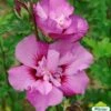 Hibiscus Syriacus Eruption - Althéa Ou Mauve En Arbre -Fleurs & Plantes Soldes Boutique HIBISCUS ERUPTION 761637 1