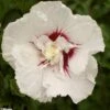 Hibiscus Syriacus French Point - Althéa à Fleurs Doubles -Fleurs & Plantes Soldes Boutique HIBISCUS FRENCH POINT 781967 1