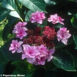 Hortensia - Hydrangea Macrophylla Etoile Violette
