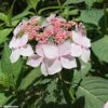 Hortensia - Hydrangea Serrata Grayswood -Fleurs & Plantes Soldes Boutique HYDRANGEA SERRATA GRAYSWOOD 781676 1