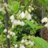 Halesia Carolina - Arbre Aux Cloches D'argent -Fleurs & Plantes Soldes Boutique Halesia Carolina 9657 1