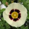 Halimiocistus Wintonensis Merrist Wood Cream 1 Halimiocistus Wintonensis Merrist Wood Cream -Fleurs & Plantes Soldes Boutique Halimiocistus wintonensis Merrist Wood Cream 781979 1