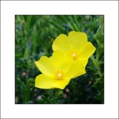 Halimium April Sun - Faux-ciste Jaune.