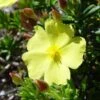 Halimium Commutatum -Fleurs & Plantes Soldes Boutique Halimium commutatum 83337 1