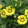 Halimium Lasianthum Subsp. Formosum 1 Halimium Lasianthum Subsp. Formosum -Fleurs & Plantes Soldes Boutique Halimium lasianthum subsp Formosum IF 16252 1