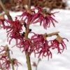 Hamamelis Vernalis Washington Park -Fleurs & Plantes Soldes Boutique Hamamelis Washington Park 16334 1