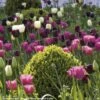 Harmonie De Tulipes Clair Obscur -Fleurs & Plantes Soldes Boutique Harmonie Clair Obscur Jardin Ulting Wick Clive Nichols MAP 68232 1