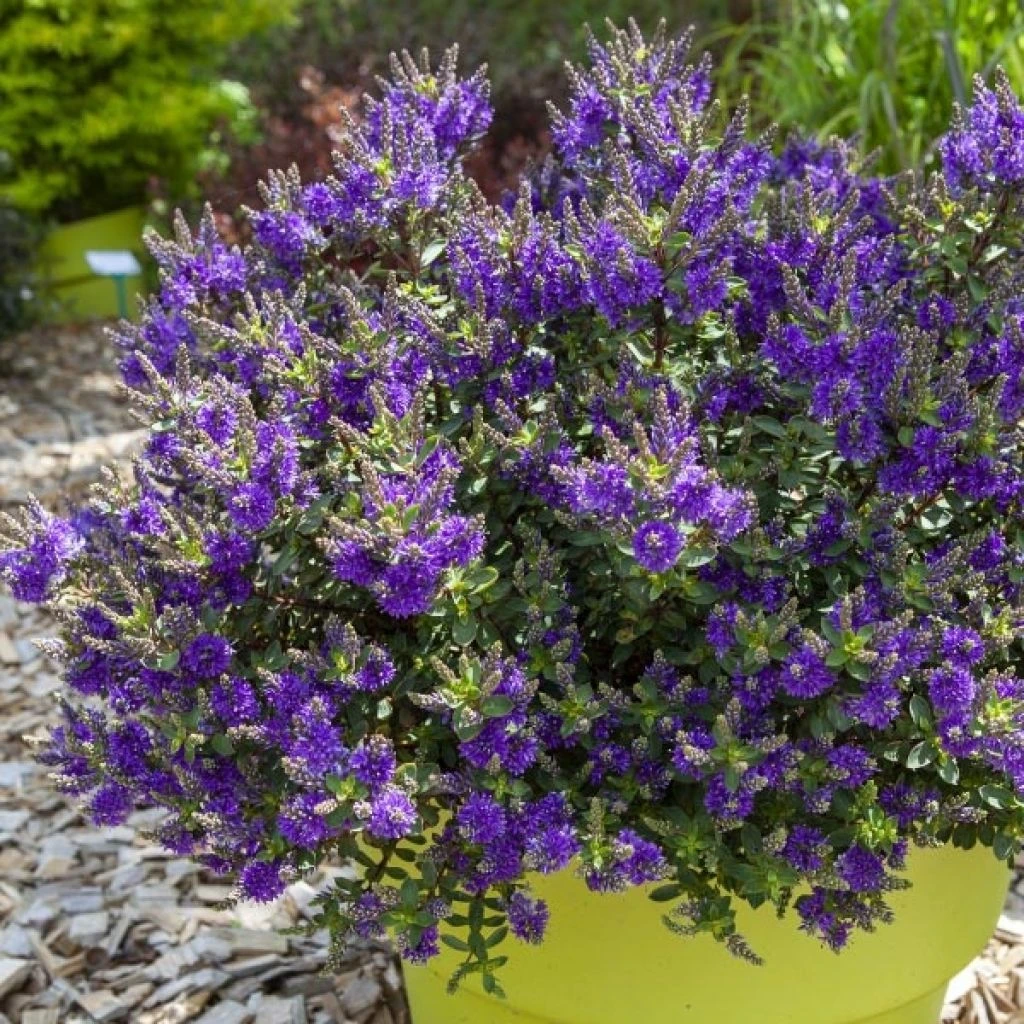 Hebe Claret Crush - Véronique Arbustive 3 Hebe Claret Crush - Véronique Arbustive