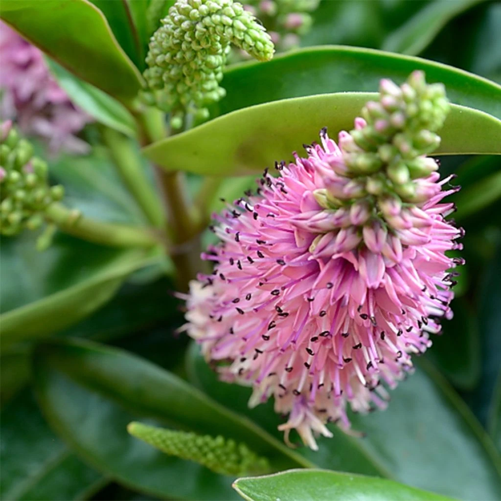 Hebe Linda - Véronique Arbustive 3 Hebe Linda - Véronique Arbustive