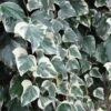 Lierre Des Canaries - Hedera Algeriensis Gloire De Marengo -Fleurs & Plantes Soldes Boutique Hedera algeriensis Gloire de Marengo 83634 1