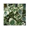 Lierre Commun - Hedera Helix Marginata Elegantissima 2 Lierre Commun - Hedera Helix Marginata Elegantissima -Fleurs & Plantes Soldes Boutique Hedera helix Marginata Elegantissima 83633 1