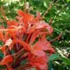 Hedychium Rubrum (deceptum) - Gingembre D'ornement 1 Hedychium Rubrum (deceptum) - Gingembre D'ornement -Fleurs & Plantes Soldes Boutique Hedychium rubrum deceptum Gingembre d ornement V 18042 1