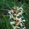 Hedychium Villosum Var. Tenuiflorum - Gingembre D'ornement -Fleurs & Plantes Soldes Boutique Hedychium villosum Tenuiflorum Gingembre d ornement V 18037 1