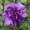 Hibiscus French Cabaret Purple - Althéa Double Violette -Fleurs & Plantes Soldes Boutique Hibiscus French Cabaret Purple 81303 1