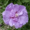 Hibiscus Syriacus Lavender Chiffon - Althéa Rose -Fleurs & Plantes Soldes Boutique Hibiscus Lavender Chiffon copyright 754511 1 2
