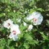 Hibiscus Syriacus Sup'Heart - Althéa à Grosses Fleurs 1 Hibiscus Syriacus Sup'Heart - Althéa à Grosses Fleurs -Fleurs & Plantes Soldes Boutique Hibiscus Sup Heart 9713 1