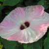Hibiscus Moscheutos Fujin - Hibiscus Des Marais Nain 2 Hibiscus Moscheutos Fujin - Hibiscus Des Marais Nain -Fleurs & Plantes Soldes Boutique Hibiscus moscheutos Fujin 89522 1
