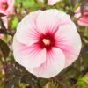 Hibiscus Moscheutos Pink Candy - Hibiscus Des Marais -Fleurs & Plantes Soldes Boutique Hibiscus moscheutos Pink Candy 100637 1