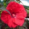 Hibiscus Moscheutos Red Wine - Hibiscus Des Marais -Fleurs & Plantes Soldes Boutique Hibiscus moscheutos Red Wine 100639 1