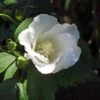 Hibiscus Syriacus Diana - Althéa Blanc 1 Hibiscus Syriacus Diana - Althéa Blanc -Fleurs & Plantes Soldes Boutique Hibiscus syriacus Diana 88712 1