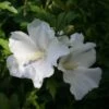 Hibiscus Syriacus Eléonore - Althéa Simple, Blanc Pur -Fleurs & Plantes Soldes Boutique Hibiscus syriacus Eleonore 82325 1