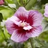 Hibiscus Syriacus Flower Tower Purple - Althea Rose à Coeur Rouge 2 Hibiscus Syriacus Flower Tower Purple - Althea Rose à Coeur Rouge -Fleurs & Plantes Soldes Boutique Hibiscus syriacus Flower Tower Purple Gandini Santiago Althea rose a coeur rouge copyright 17190 1