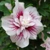Hibiscus Syriacus Starburst Chiffon - Althéa -Fleurs & Plantes Soldes Boutique Hibiscus syriacus Starburst Chiffon Althea copyright 837381 3