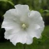 Hibiscus Syriacus Totus Albus - Althéa Blanc Pur. 1 Hibiscus Syriacus Totus Albus - Althéa Blanc Pur. -Fleurs & Plantes Soldes Boutique Hibiscus syriacus Totus Albus 84095 1
