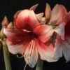 Amaryllis Charisma -Fleurs & Plantes Soldes Boutique Hippeastrum Charisma ld ukhviid 56965 1