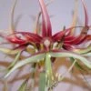 Amaryllis Chico -Fleurs & Plantes Soldes Boutique Hippeastrum chico ld ukhviid 56969 1