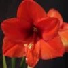 Amaryllis Orange Souvereign -Fleurs & Plantes Soldes Boutique Hippeastrum orange souvereign ld ukhviid 56964 1