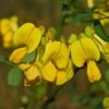 Coronilla Emerus (Hippocrepis) - Coronille Des Jardins 2 Coronilla Emerus (Hippocrepis) - Coronille Des Jardins -Fleurs & Plantes Soldes Boutique Hippocrepis Coronilla emerus 84096 1