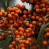 Hippophae Rhamnoides Friesdorfer Orange - Argousier 2 Hippophae Rhamnoides Friesdorfer Orange - Argousier -Fleurs & Plantes Soldes Boutique Hippophae rhamnoides Friesdorfer Orange 82925 1