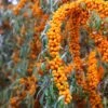 Hippophae Rhamnoides Orange Energy - Argousier 1 Hippophae Rhamnoides Orange Energy - Argousier -Fleurs & Plantes Soldes Boutique Hippophae rhamnoides Orange Energy Hagebo Argousier copyright 17903 1