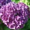 Hortensia - Hydrangea Macrophylla Hovaria Hobergine -Fleurs & Plantes Soldes Boutique Hortensia Hobergine 67795 1