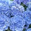 Hortensia - Hydrangea Macrophylla Bodensee