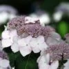 Hortensia Macrophylla Cloudi -Fleurs & Plantes Soldes Boutique Hortensia Hydrangea macrophylla Cloudi copyright 1006451 1