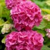 Hortensia - Hydrangea Macrophylla Pink Pop -Fleurs & Plantes Soldes Boutique Hortensia Hydrangea macrophylla Pink Pop Music Collection copyright 183421 1