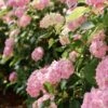 Hortensia - Hydrangea Macrophylla Soft Pink Salsa -Fleurs & Plantes Soldes Boutique Hortensia Hydrangea macrophylla Soft Pink Salsa Music Collection copyright 183431 1