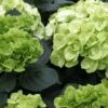 Hortensia - Hydrangea Macrophylla Verdi -Fleurs & Plantes Soldes Boutique Hortensia Hydrangea macrophylla Verdi IF 17906 1