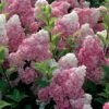 Hydrangea Paniculata Vanille Fraise - Hortensia Paniculé 1 Hydrangea Paniculata Vanille Fraise - Hortensia Paniculé -Fleurs & Plantes Soldes Boutique Hortensia Vanille Fraise Pot de C10L 82017 1